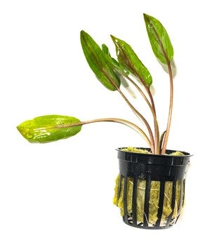 Cryptocoryne Undulata potted freshwater aquarium plant