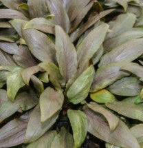 Cryptocoryne Undulata potted freshwater aquarium plant