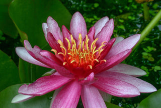 Nymphaea Attraction Water Garden Pond Plant Tuber/Rhizome