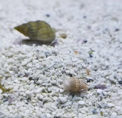 Nassarius snails (babies) clean up crew a dozen