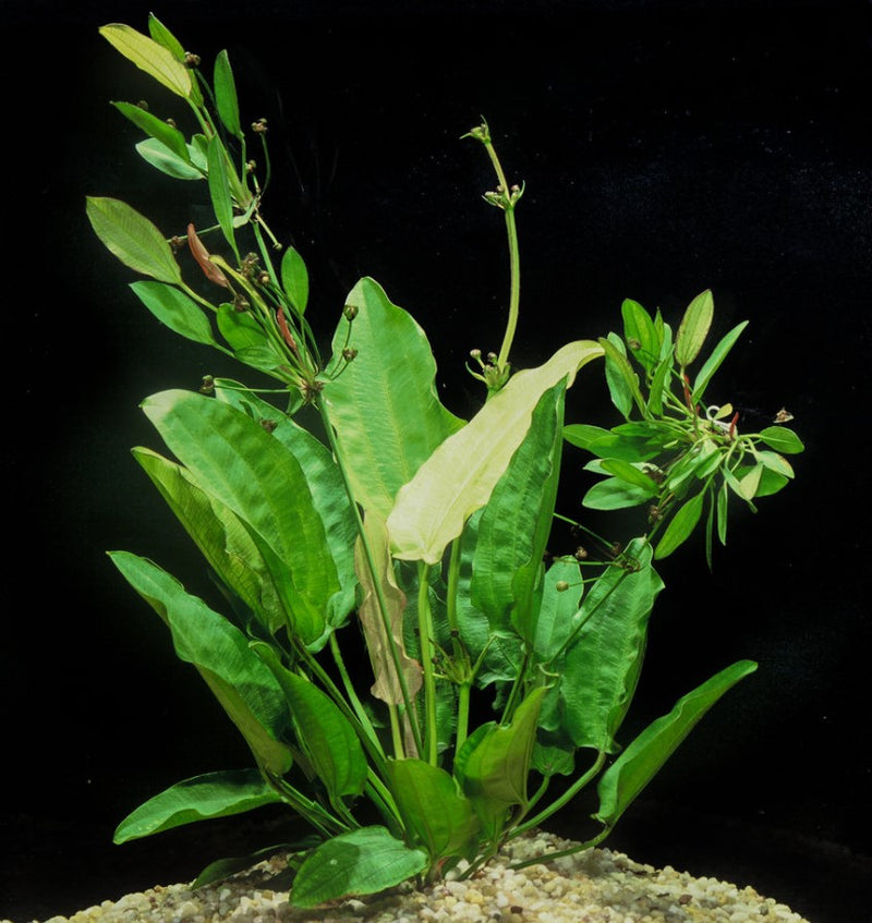 Echinodorus 'Oriental' Sword freshwater aquarium plant (Buy 2, Get 1 Free)