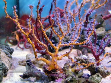 Red or Yellow Finger Gorgonian, Diodogorgia Nodulifera Saltwater Marine Seahorse Aquarium