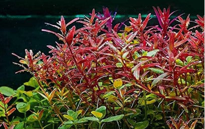 Rotala rotundifolia Aquatic plant
