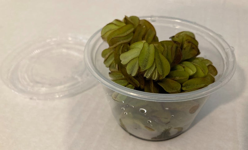 Water Spangles (Salvania minima) 4 oz cup live aquatic plant