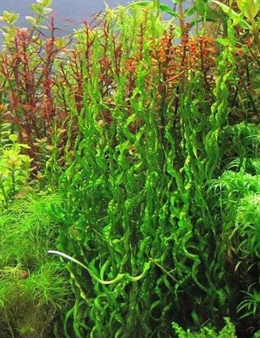 Vesuvius Sword (Echinodorus Angustifolia) Helanthium bolivianum live aquatic plant