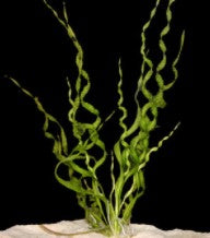 Vesuvius Sword (Echinodorus Angustifolia) Helanthium bolivianum live aquatic plant