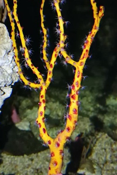 Red or Yellow Finger Gorgonian, Diodogorgia Nodulifera Saltwater Marine Seahorse Aquarium