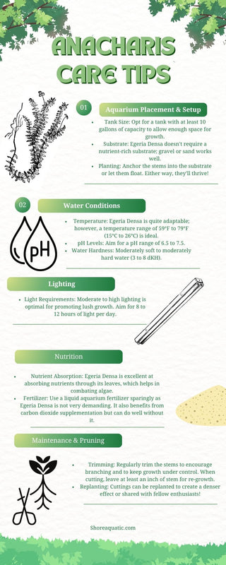 Anacharis Care Tips