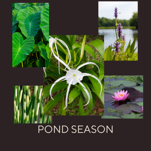 Welcome to Pond Season: Unleashing the Beauty of Your Aquatic Garden