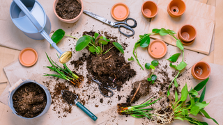 The Ultimate Guide to Propagating Freshwater Aquarium Plants