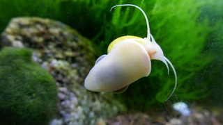 Mystery Snail Mastery: The Ultimate Care, Acclimation, and Health Check Guide