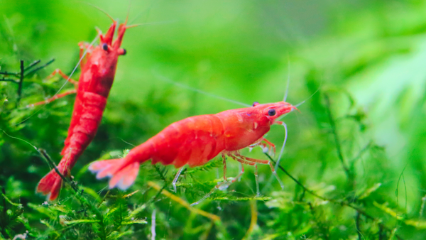 Mastering Freshwater Cherry Shrimp Care: A Comprehensive Guide for Aquarists
