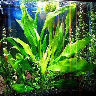 Freshwater Aquarium Plants