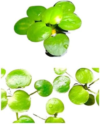 Frogbit 20+ (Hydrocharis morsus-ranae) 1 cup portion