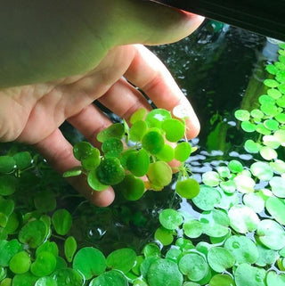 Frogbit 20+ (Hydrocharis morsus-ranae) 1 cup portion