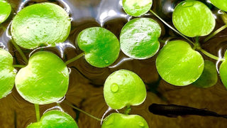 Frogbit 20+ (Hydrocharis morsus-ranae) 1 cup portion