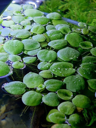 Frogbit 20+ (Hydrocharis morsus-ranae) 1 cup portion