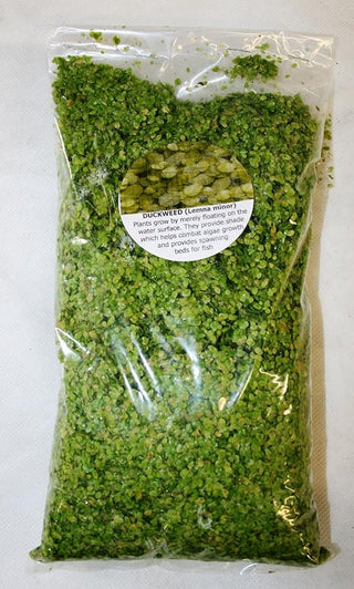 Extra Large Portion of Duckweed