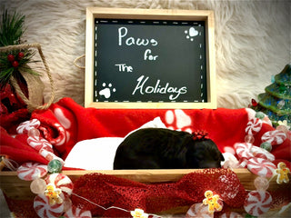 Goldendoodle Puppies: