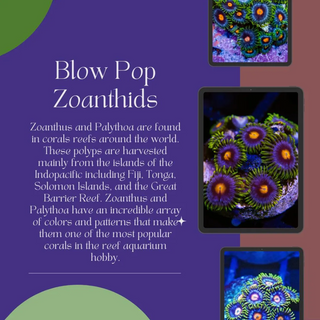 Beginner Blow Pop Zoanthids - Overnight Shipping - Pick Your Size