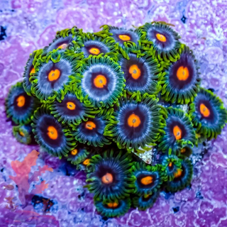 Beginner Blow Pop Zoanthids - Overnight Shipping - Pick Your Size