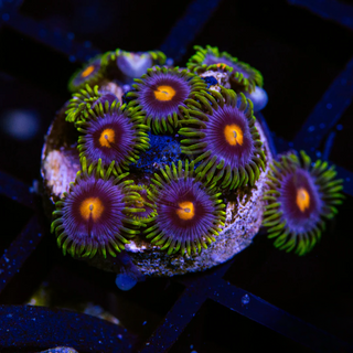 Beginner Blow Pop Zoanthids - Overnight Shipping - Pick Your Size