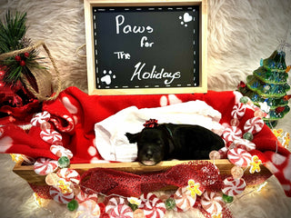 Goldendoodle Puppies: