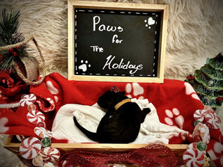 Goldendoodle Puppies: