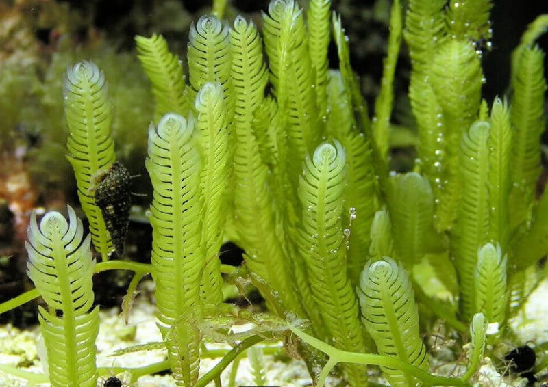 Marine Macro Bundle - 6 inches of Caulerpa Mexicana (Taxifolia) & 6 inches of Caulerpa Prolifera - Perfect for Marine Aquarium Setup