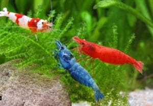 10-Pack Neocaridina Freshwater Skittle Shrimp by Shore Aquatic - Add Vibrant Colors to Your Aquarium, Free Shipping!