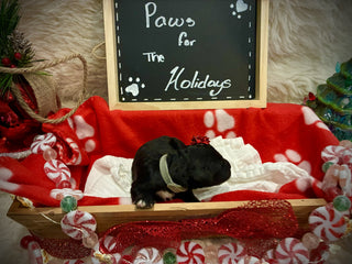 Goldendoodle Puppies: