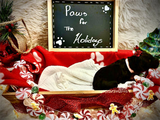 Goldendoodle Puppies: