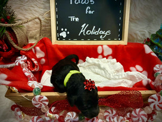 Goldendoodle Puppies: