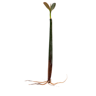 Mangrove Pod (Rhizophora mangle)