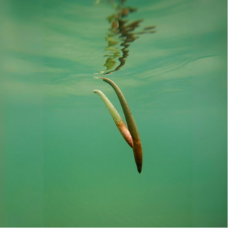 Mangrove Pod (Rhizophora mangle)