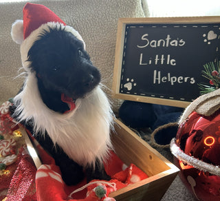 Goldendoodle Puppies: