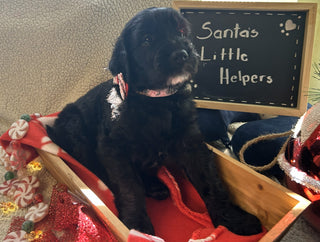 Goldendoodle Puppies:
