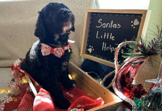 Goldendoodle Puppies: