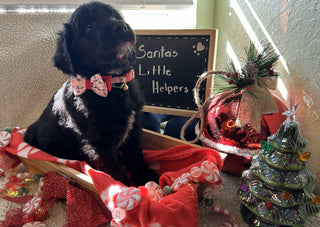 Goldendoodle Puppies: