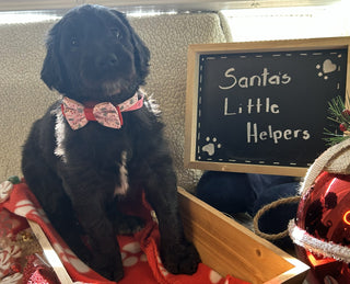Goldendoodle Puppies: