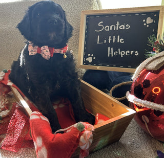 Goldendoodle Puppies: