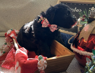 Goldendoodle Puppies: