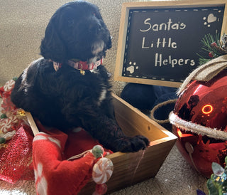 Goldendoodle Puppies:
