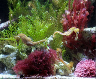 Marine Macro Bundle - 1 Frag Red Gracilaria Hayi & 1 Frag Red OGO Gracilaria - Ideal for Marine Aquarium Setup