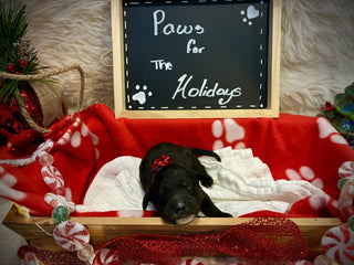 Goldendoodle Puppies: