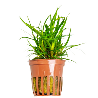 3X Eriocaulon sp. Vietnam + 1 Bonus Plant (Tropical Live Aquarium Plants) 2-Day Arrival