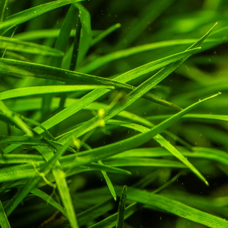 3X Eriocaulon sp. Vietnam + 1 Bonus Plant (Tropical Live Aquarium Plants) 2-Day Arrival