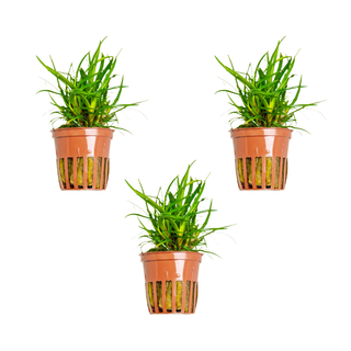 3X Eriocaulon sp. Vietnam + 1 Bonus Plant (Tropical Live Aquarium Plants) 2-Day Arrival