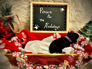 Goldendoodle Puppies: