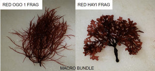 Marine Macro Bundle - 1 Frag Red Gracilaria Hayi & 1 Frag Red OGO Gracilaria - Ideal for Marine Aquarium Setup